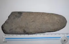 抉り入り磨製石斧? (出土品) 縄文時代前期 ? 約12㌢×9㌢×2㌢です