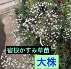 クマガイソウ 苗 10本 - メルカリ