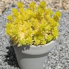多肉植物 黄金細葉万年草 抜き苗 ⭐️おまけ付き！➁ - メルカリ