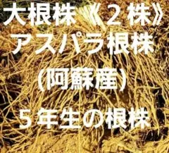 アスパラガス5年目 根株(5年ものの根株は流通少なく希少価値があると思います ) 2026年最新】アスパラ 根の人気アイテム - メルカリ