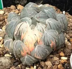 極上班‼️多肉植物 ハオルチア オブツーサ錦 水中月錦 抜き苗９７