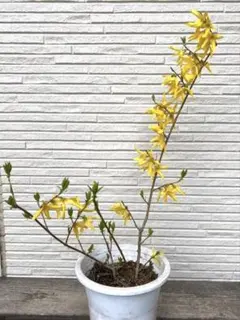 Yasu様 リクエスト 4点 まとめ商品