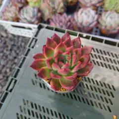 2025年最新】相府蓮の人気アイテム - メルカリ