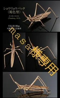 いきもの大図鑑アドバンス オオカマキリとショウリョウバッタ