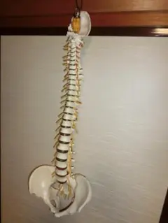 ドイツソムソ社製の脊椎（脊柱）骨格模型　日本カイロプラクティック連合会推奨 ドイツソムソ社製の脊椎（脊柱）骨格模型 日本カイロ