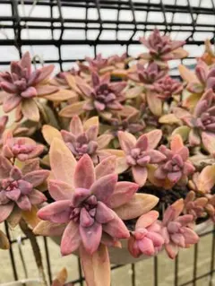 A 多肉植物 セダム ☆トリカラー☆ 抜き苗 - メルカリ