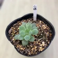 多肉植物☆札☆【小桃いろは】抜き苗☆古都の葉・レア苗 - メルカリ