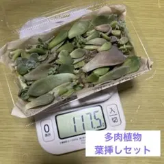 専用出品です♡ 多肉植物葉挿し苗セット☆匿名配送 買ってみた】メルカリで多肉植物の葉挿しを買って育ててみた結果