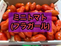 ミニトマト(フラガール)1kg