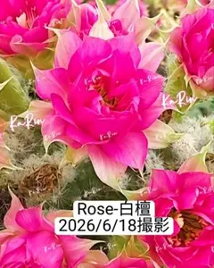 2026年最新】花サボテン カキコの人気アイテム - メルカリ