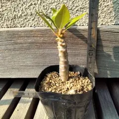 2025年最新】パキポディウム バロニーの人気アイテム - メルカリ