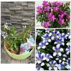 現品限り！！福岡県　甘木リンドウ　心美シリーズ　白寿&舞　鉢植え苗　耐寒性宿根草