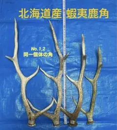 蝦夷鹿の角 4本セット 約45cm~60cm