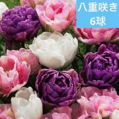 星の子ママ様 リクエスト 3点 まとめ商品