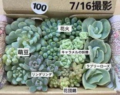 2026年最新】多肉植物 カット苗 詰め合わせ 多肉弁当の人気アイテム