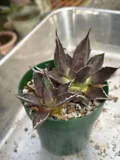 2026年最新】アガベ ホリダ 子株の人気アイテム - メルカリ