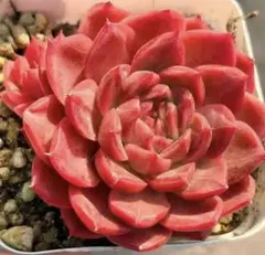 2026年最新】多肉植物エケベリア抜き苗の人気アイテム - メルカリ