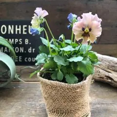 2026年最新】ビオラ レディの人気アイテム - メルカリ