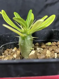 アンボンゲンセ 8株セット 2025年最新】パキポディウム アンボンゲンセの人気アイテム - メルカリ