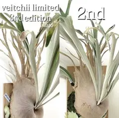 veitchii limited 3rd OC② - メルカリ