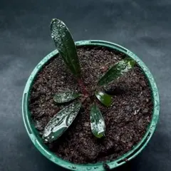 2026年最新】ブセファランドラ ピンクレディーの人気アイテム - メルカリ