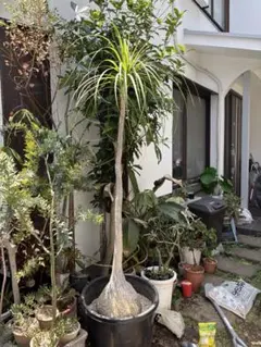 トックリラン 塊根植物 コーデックス - メルカリ
