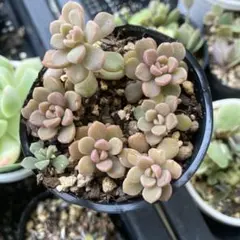 2025年最新】つぶつぶ屋 小梅の人気アイテム - メルカリ