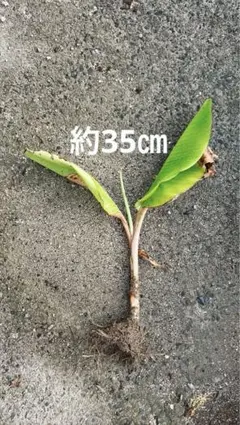 2025年最新】ピンクバナナ 苗の人気アイテム - メルカリ