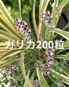 2026年最新】セルリア 種の人気アイテム - メルカリ