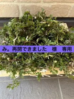 芹　せり　み。再開できました様　専用