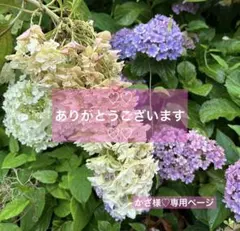 かざ様♡おまとめ専用ページ