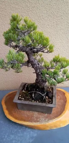 2026年最新】五葉松の人気アイテム - メルカリ