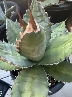 2025年最新】オアハカ 子株の人気アイテム - メルカリ