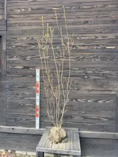 2025年最新】ヤマツツジの人気アイテム - メルカリ