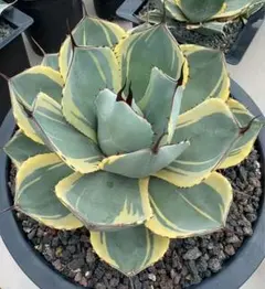 アガベ　大株　パリー　ライムストリーク　トリプルカラー アガベ 大株 パリー ライムストリーク トリプルカラー アガベ