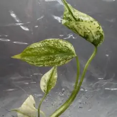E7デビルモンスターモンステラ Monstera Devil Monsterのサムネイル