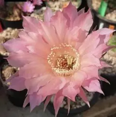 花サボテン 美女丸hybrid カキ子1つ グラデーション美花 サボテン