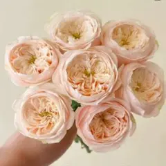 バラ苗 切りバラ苗 Vic♡pink♡♡Rose苗。 - メルカリ
