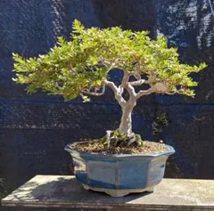 2025年最新】ミヤマキリシマ 盆栽の人気アイテム - メルカリ