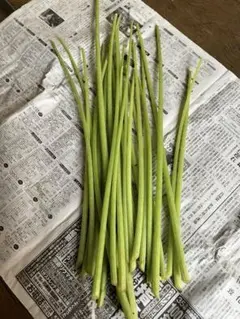 ノビル 野蒜 のびる 山菜 旬の野菜500g - メルカリ
