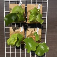 2026年最新】platycerium ginkaの人気アイテム - メルカリ