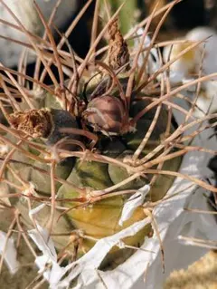 balloon様 リクエスト 3点 まとめ商品