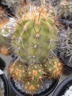 2025年最新】ハセルトニアナの人気アイテム - メルカリ