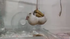 ※専用
