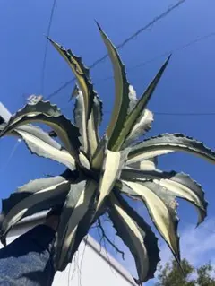 2026年最新】アガベ 華厳の人気アイテム - メルカリ