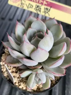 白銀姫　2頭　ミックスベリア　おらいさん