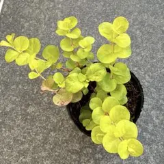 midoko様 リクエスト 2点 まとめ商品