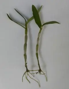 テンドロビウム 高芽 2本のサムネイル