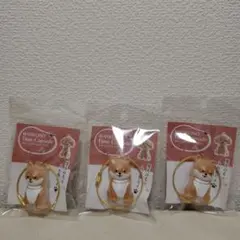 わんこのタイムカプセル まめ 3個セット