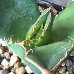 2026年最新】アガベ オアハカ 実生の人気アイテム - メルカリ